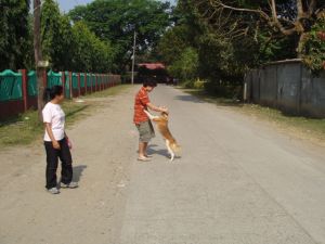 With Brownie in Solana